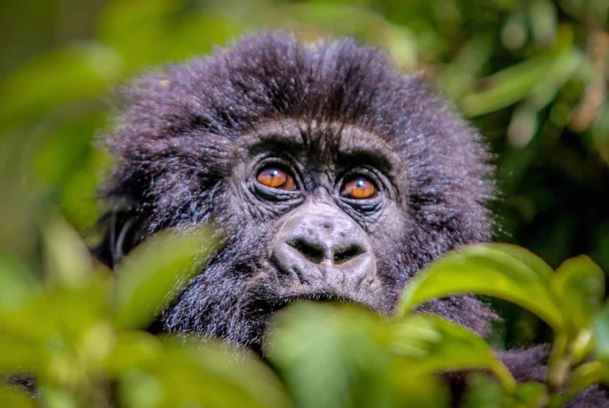 Bwindi impenetrable with Uganda Car Rentals offers airport pickup, one-way rentals, and cross-border travel, helping you explore top places to visit in Uganda with full flexibility.  