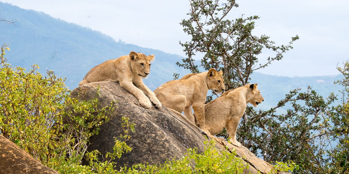 Uganda Rent a Car, Discover wildlife safaris in Queen Elizabeth National Park, home to lions, elephants, boat cruises, and top Uganda safari lodges.