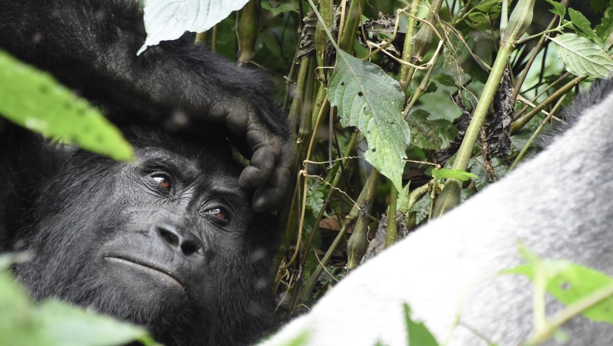 gorilla trekking from Kigali with Uganda Car Rentals offers efficiency, comfort, and flexibility. With shorter travel time, professional cross-border support, and safari-ready 4x4 vehicles,