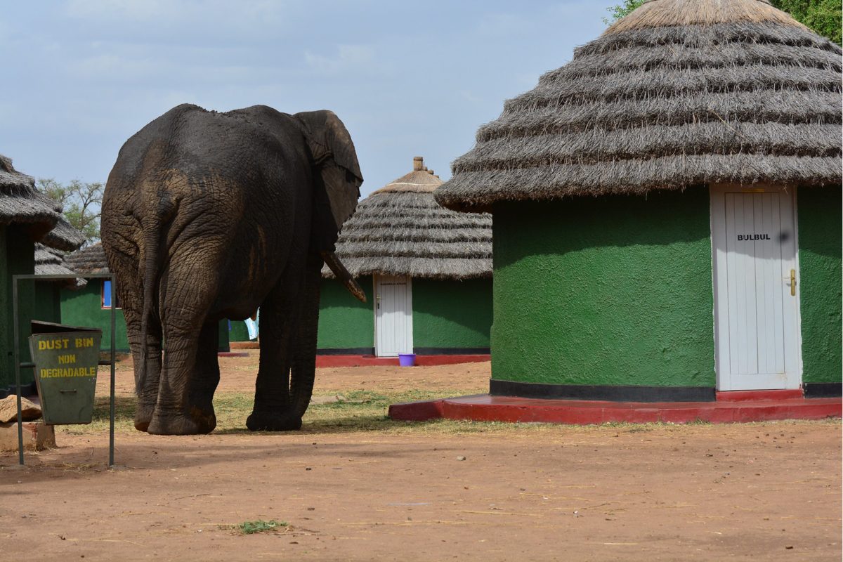Explore Kidepo Valley National Park in Uganda for remote safaris, lions, cheetahs, wildlife, birdwatching, and travel tips to Africa’s true wilderness.
