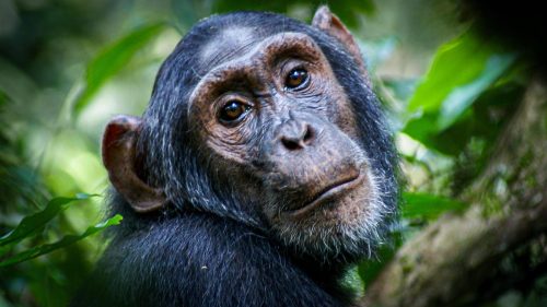 Planning to visit Uganda? Discover top national parks, gorilla trekking, Nile adventures, and cultural experiences. Plus 4x4 car hire tips for exploring Uganda independently.