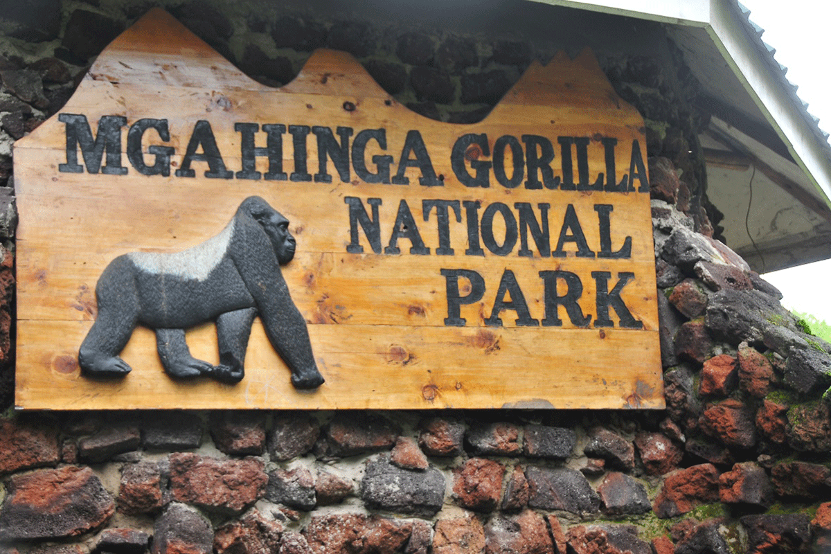 Trek mountain gorillas in Mgahinga National Park from Kigali with Uganda Car Rentals. Enjoy cross-border travel, volcano views, and golden monkey tracking.