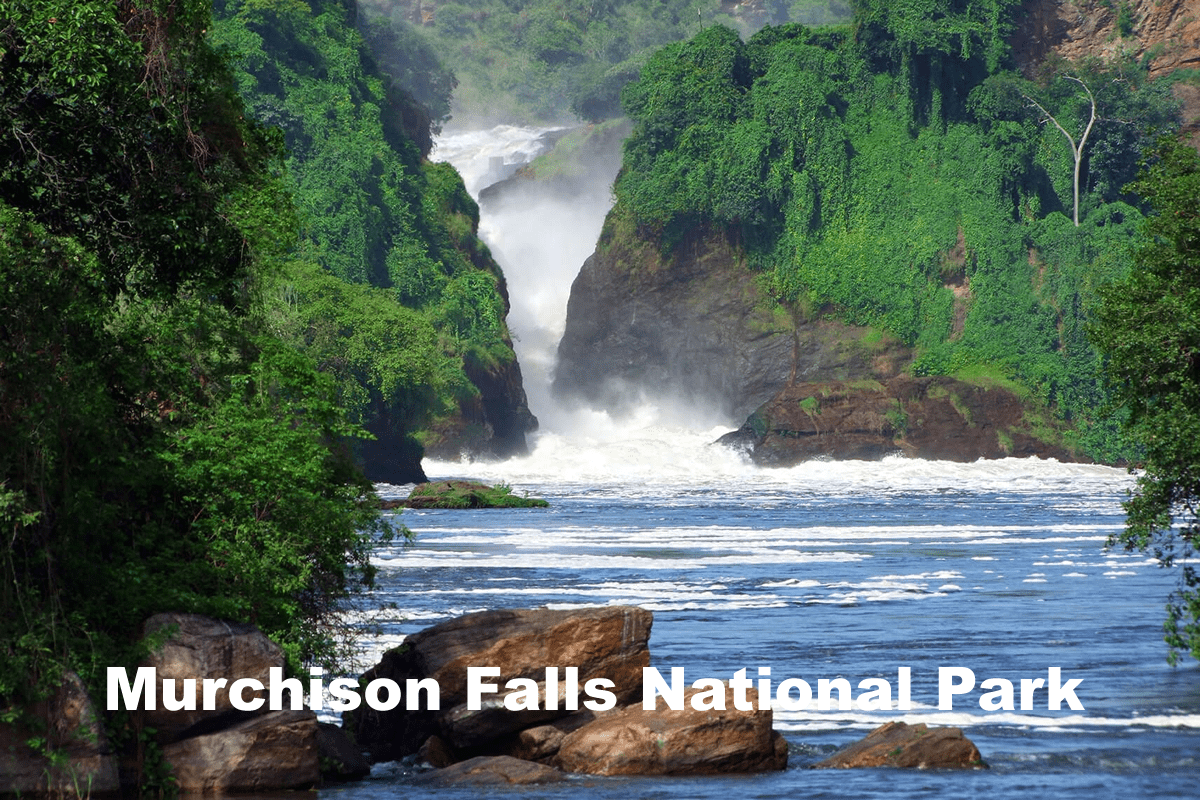 Murchison Falls National Park, Rent a 4x4 from Kampala and head north to see the thunderous falls and diverse wildlife including elephants, giraffes, and hippos.