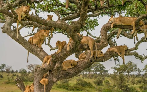 Planning to visit Uganda? Discover top national parks, gorilla trekking, Nile adventures, and cultural experiences. Plus 4x4 car hire tips for exploring Uganda independently.